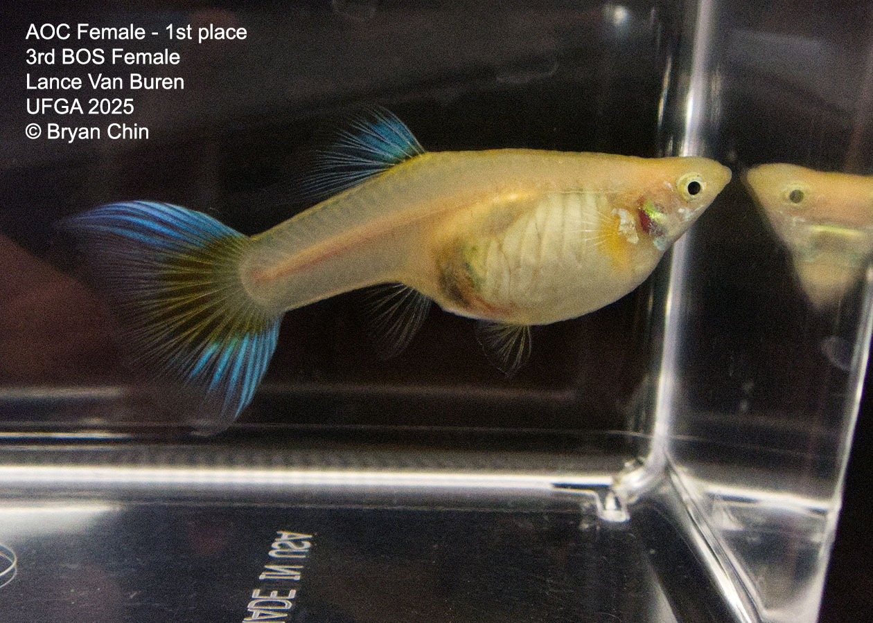 Guppy Female  Green  